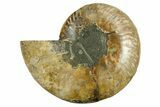 Cut & Polished Ammonite Fossil (Half) - Madagascar #282578-1